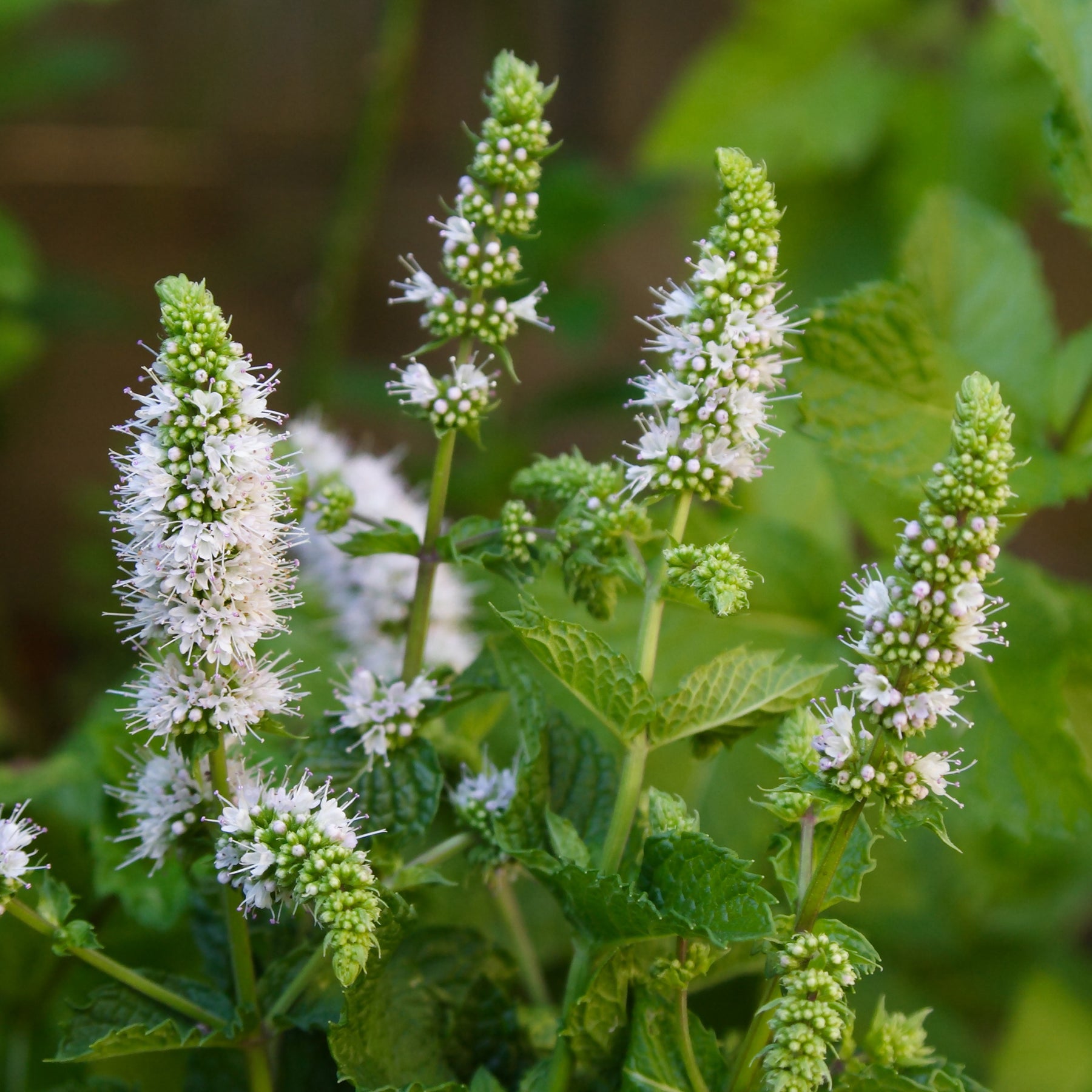 Mentha spicata - Menthe verte - Plantes vivaces aromatiques