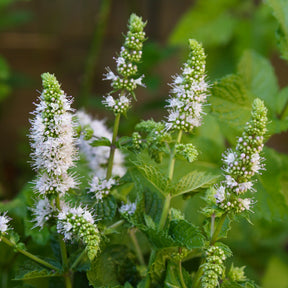 Mentha spicata - Menthe verte - Plantes vivaces aromatiques