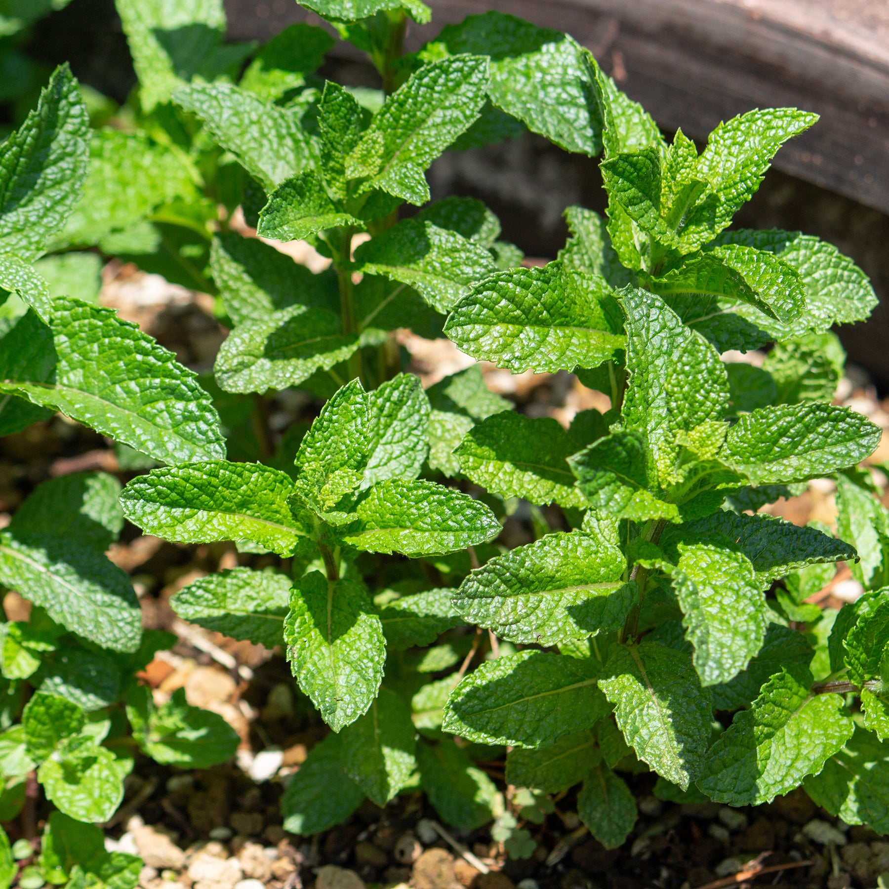 Plantes vivaces aromatiques - Menthe verte - Mentha spicata