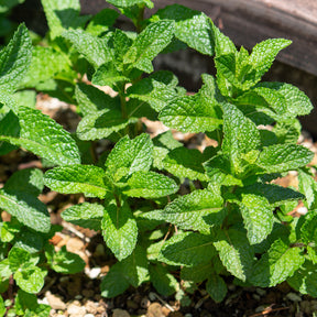 Plantes vivaces aromatiques - Menthe verte - Mentha spicata