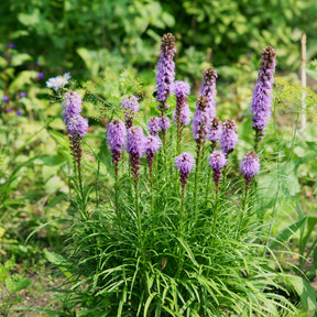 Bulbes à floraison estivale - 25 Plumes du Kansas - Liatris spicata