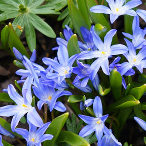 Gloire des neiges bleue - Chionodoxa forbesii blue giant - Bulbes à fleurs