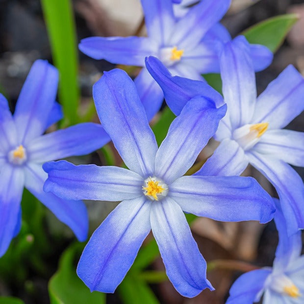 Gloire des neiges bleue - Chionodoxa forbesii blue giant - Plantes