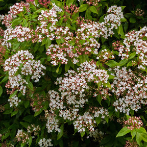 Viorne tin Gwenllian - Viburnum tinus Gwenllian - Willemse