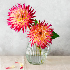 3 Dahlias cactus Tahiti Sunrise - Dahlia 'tahiti sunrise' - Willemse