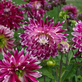3 Dahlias à grandes fleurs Vancouver - Willemse