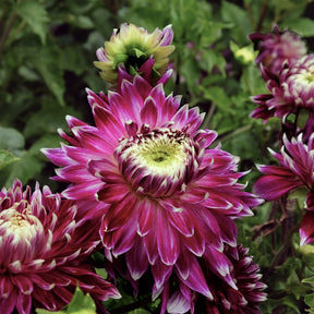 Dahlia - 3 Dahlias à grandes fleurs Vancouver - Dahlia 'vancouver'