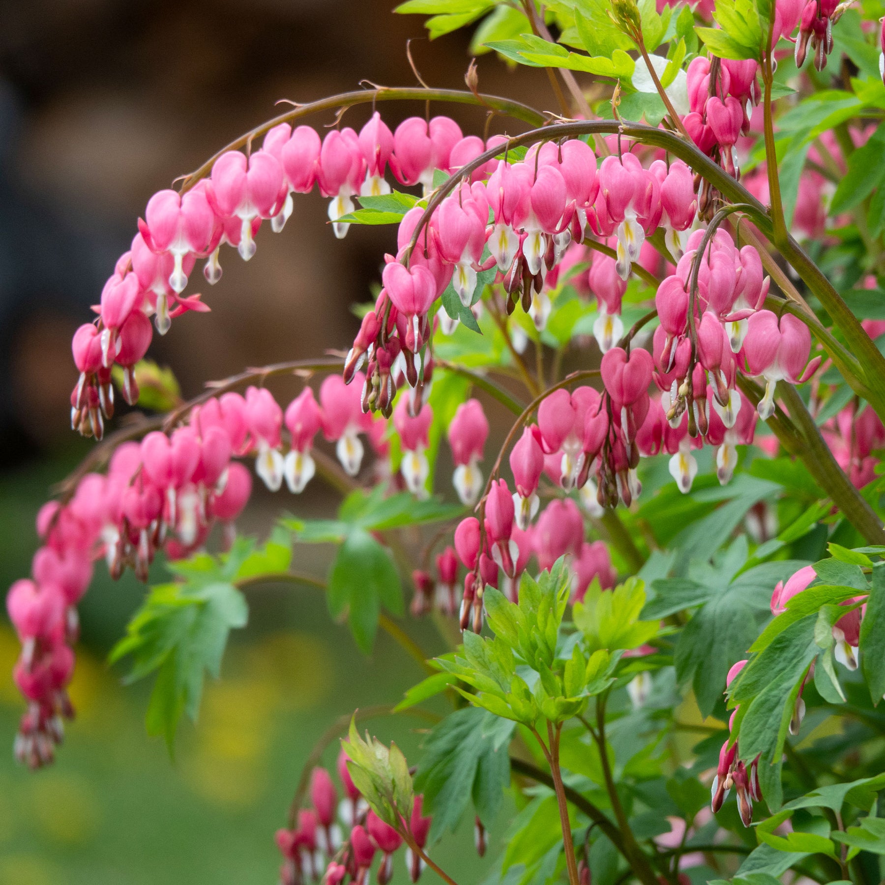 Dicentra spectabilis - Coeur de Marie - Cœur de Marie