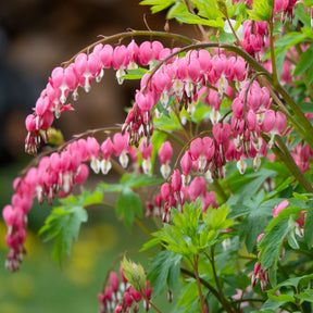 Dicentra spectabilis - Coeur de Marie - Cœur de Marie
