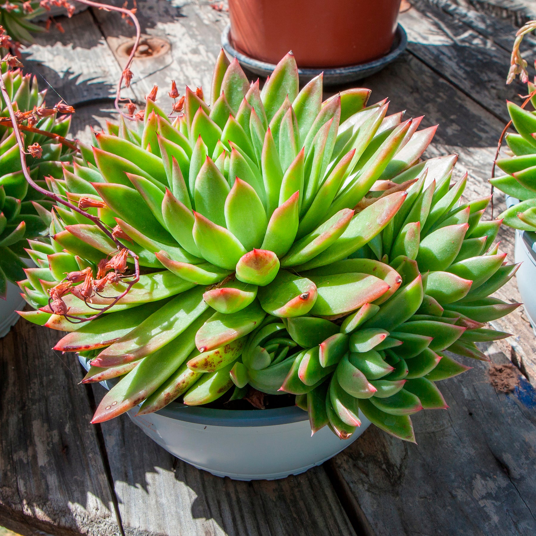 Echeveria agavoides - Echeveria agavoides - Willemse