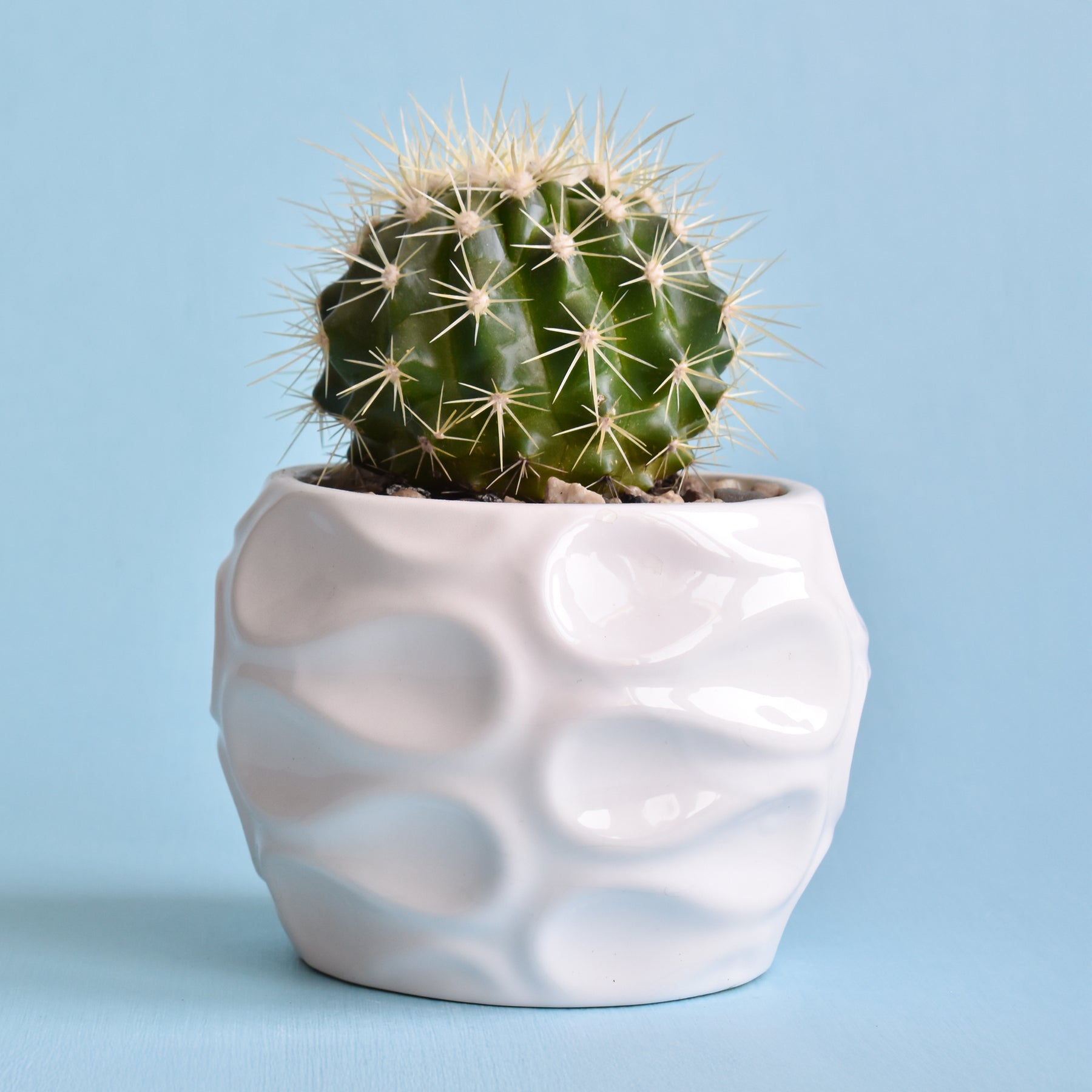 Coussin de belle-mère - Willemse