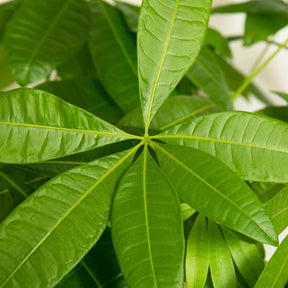 Pachira aquatica - Pachira aquatica tressé - Plantes vertes