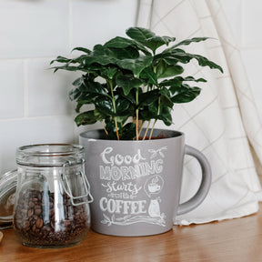 Plantes vertes - Caféier - Coffea arabica