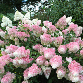 Hydrangea paniculata Vanille Fraise ® Renhy - Hortensia paniculé Vanille Fraise® Renhy - Hortensia paniculé