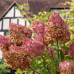 Hortensia paniculé Vanille Fraise® Renhy - Hortensia paniculé - Willemse