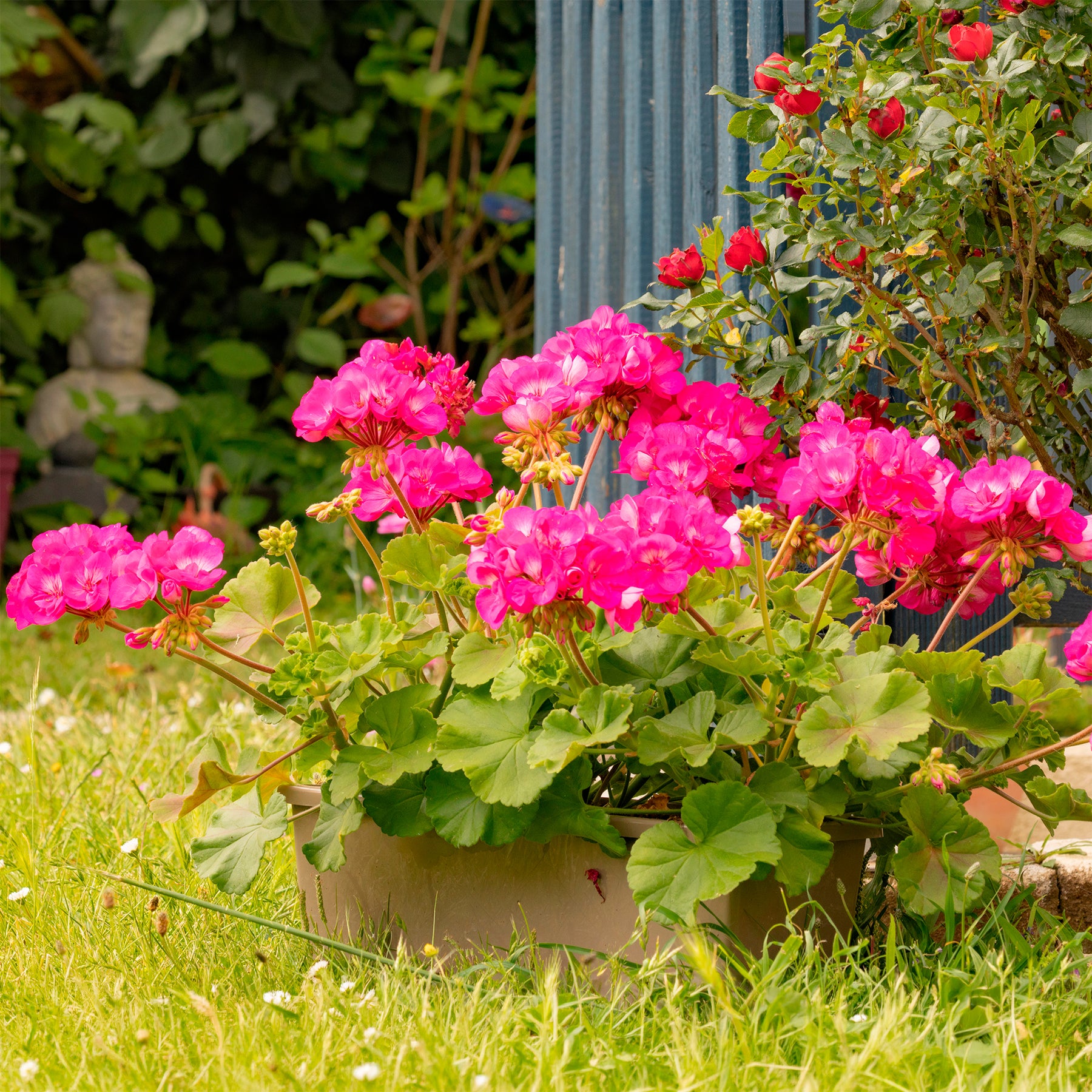 Géranium zonale rose - Willemse