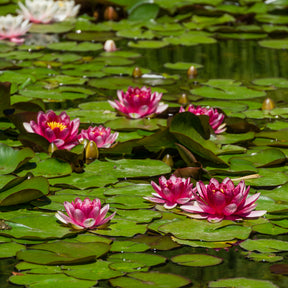 Nymphaea 'Attraction' - Nénuphar Attraction - Nénuphars