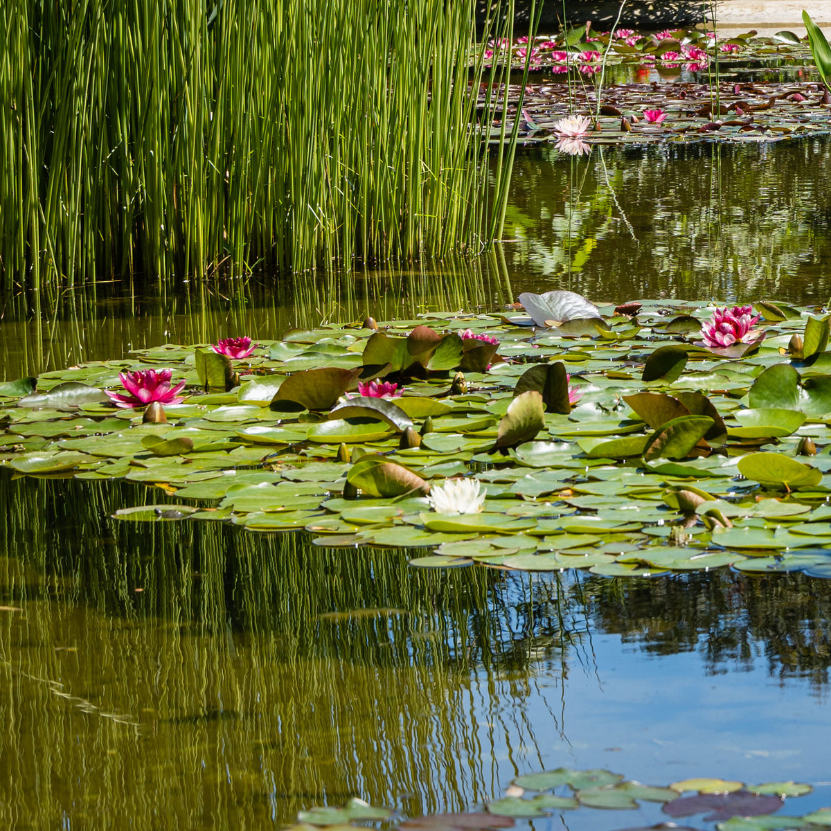 Nénuphar Attraction - Nymphaea 'Attraction' - Willemse