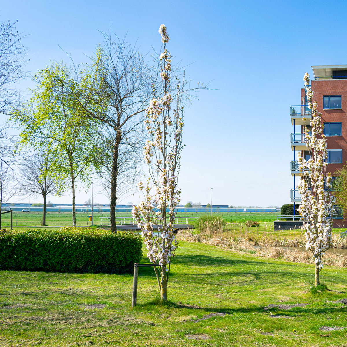 Cerisier à fleurs Amanogawa - Prunus serrulata amanogawa - Willemse