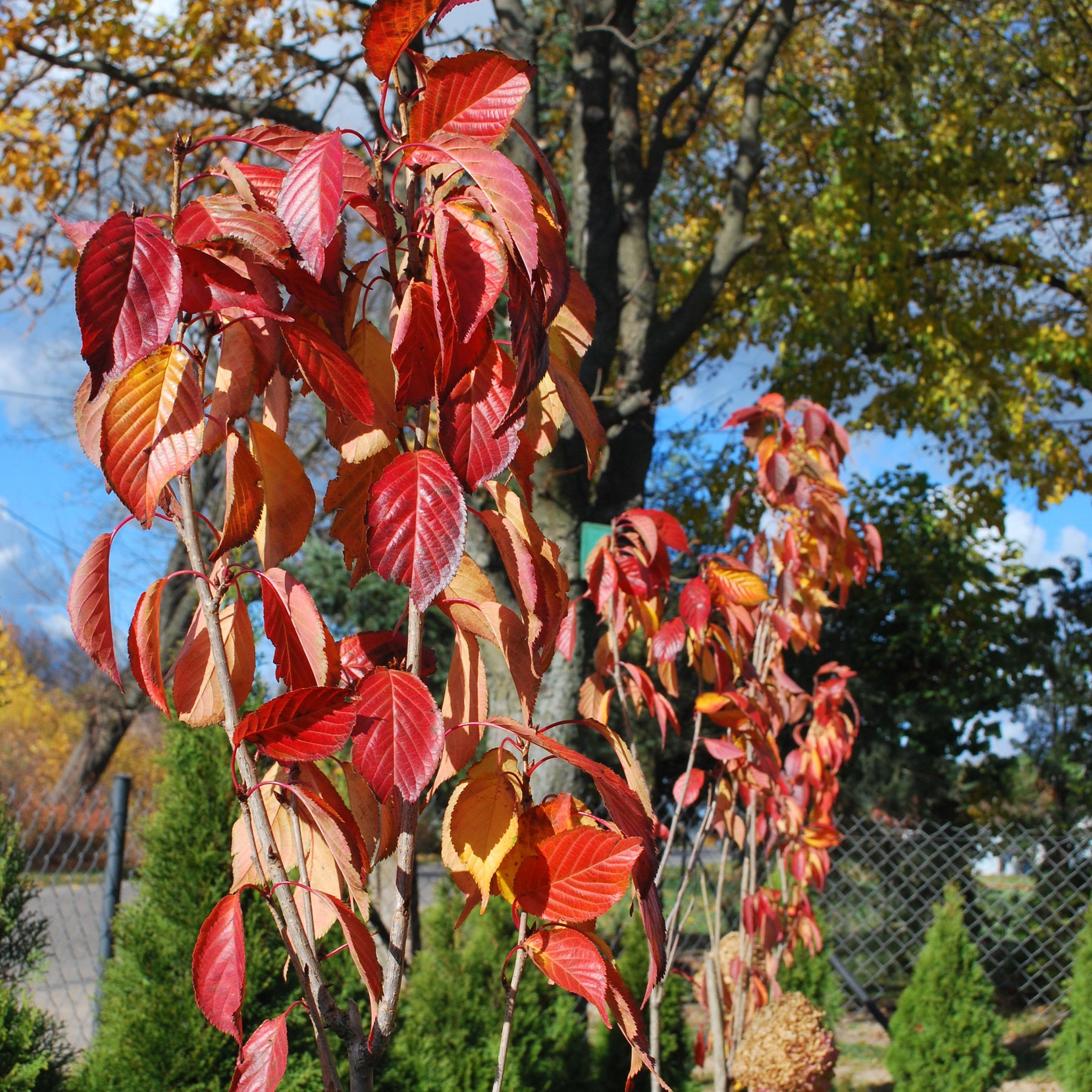Cerisier à fleurs Amanogawa - Cerisier du Japon - Willemse