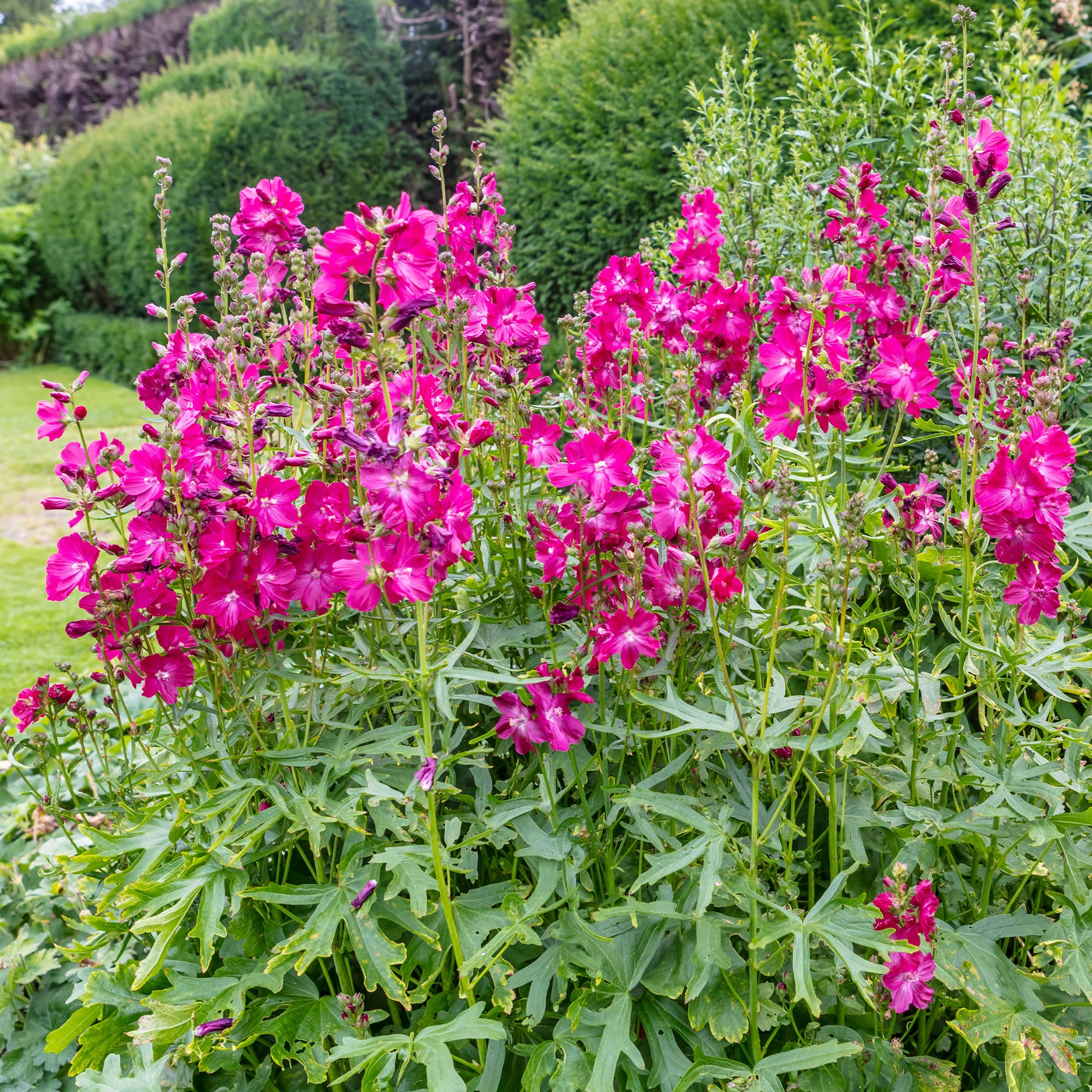 Sidalcée Party Girl - Sidalcea oregana Party Girl - Willemse