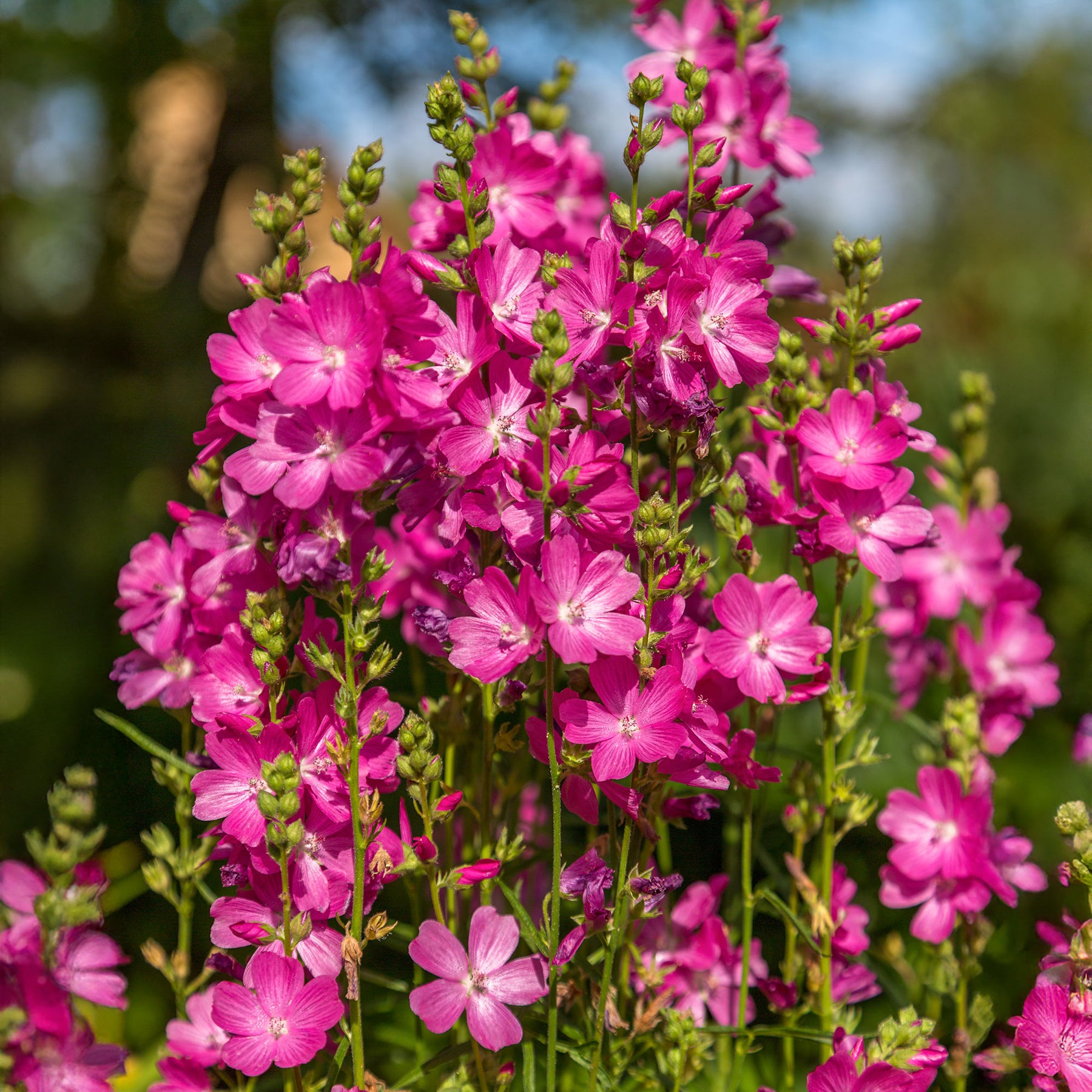 Sidalcea oregana Party Girl - Sidalcée Party Girl - Sidalcea