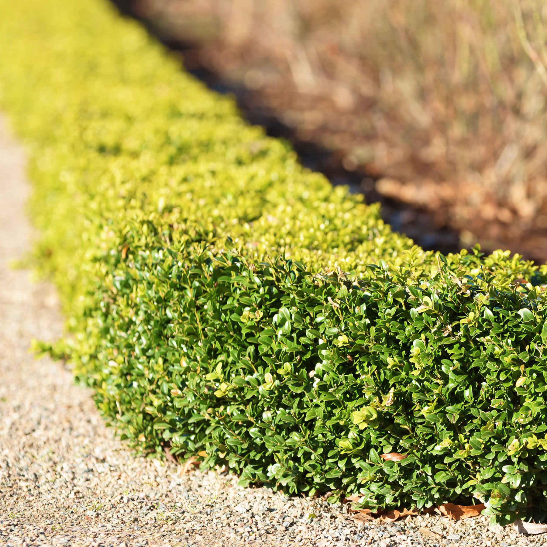 Vente Buis commun - Buis