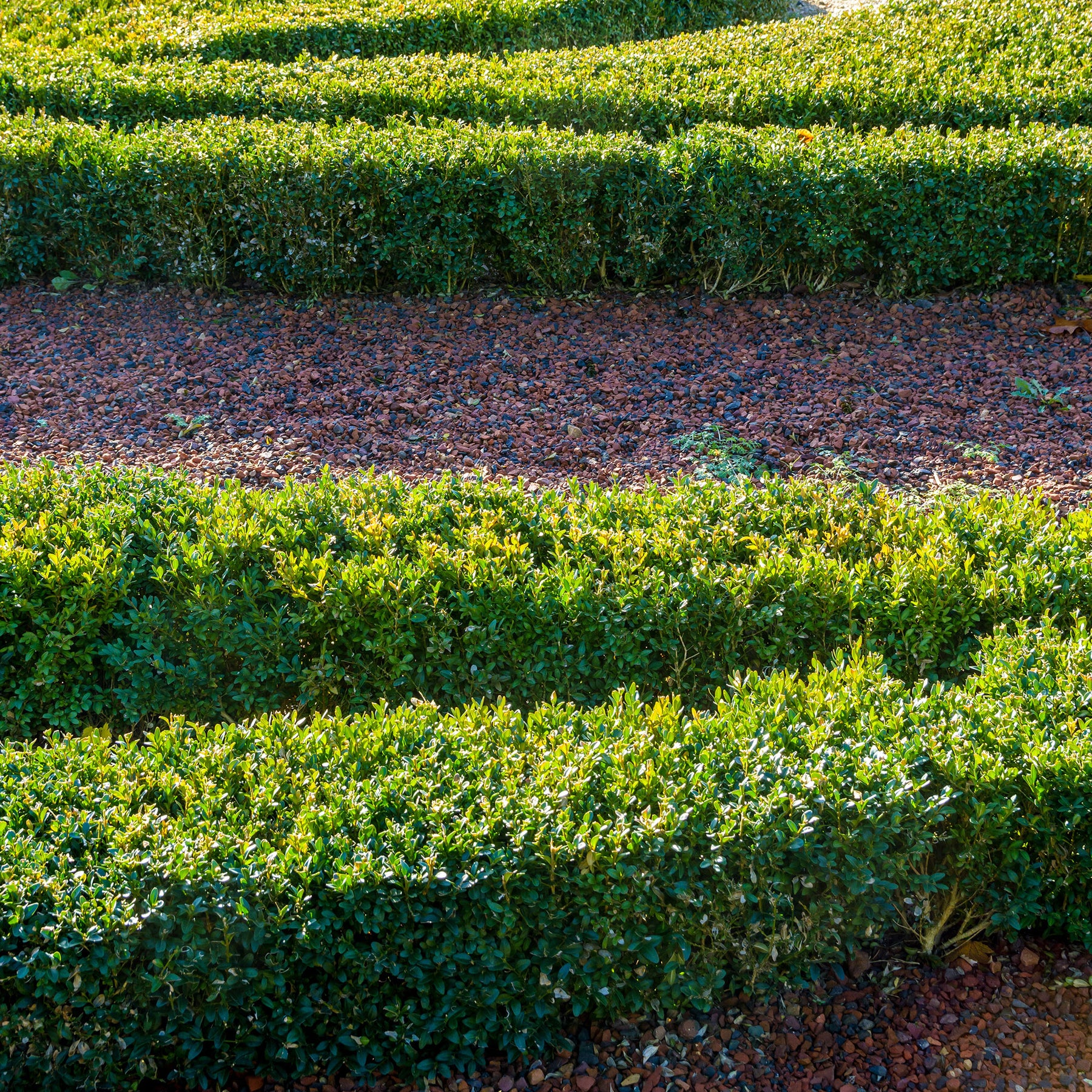 Buxus sempervirens - Buis commun - Buis