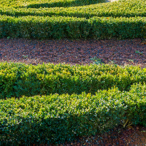 Buxus sempervirens - Buis commun - Buis