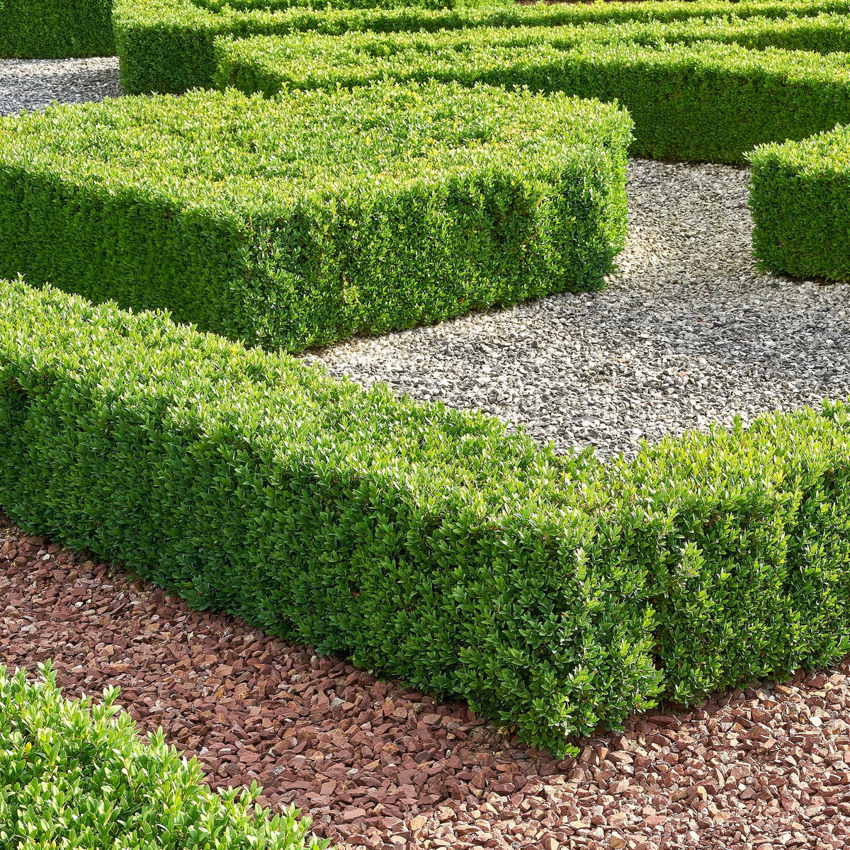 Buis commun - Buxus sempervirens - Willemse