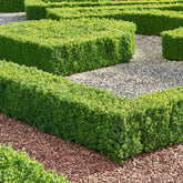 Buis commun - Willemse