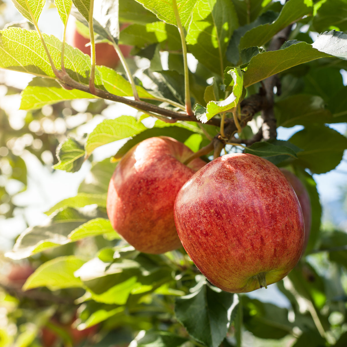 Pommier Gala - Willemse