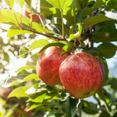 Pommier Gala - Willemse