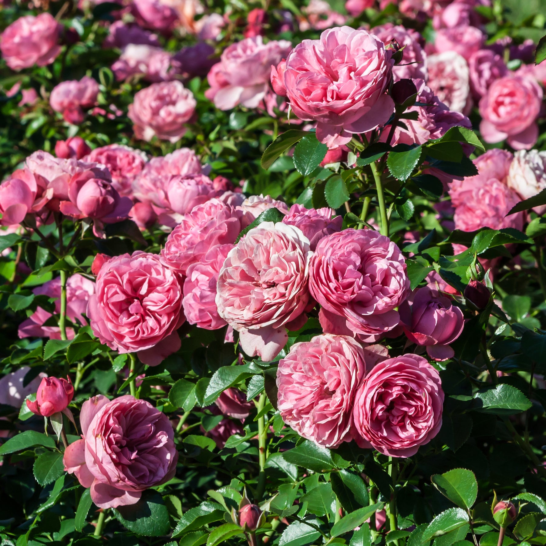 Rosier floribunda Leonardo da Vinci ® Medeauri - Rosiers à fleurs groupées polyantha - Willemse