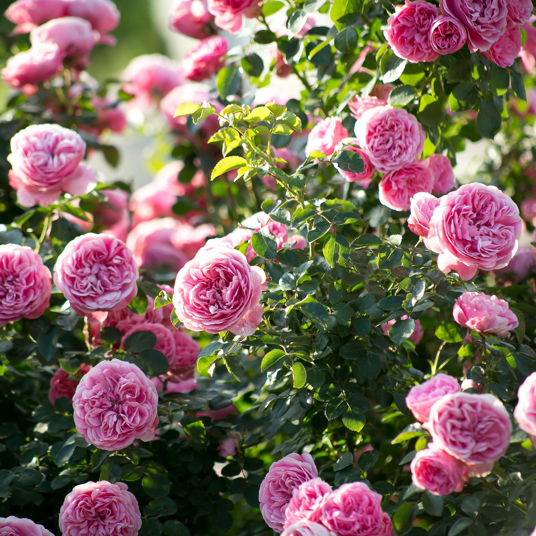 Rosa floribunda Leonardo Da Vinci ® Meideauri - Rosier floribunda Leonardo da Vinci ® Medeauri - Rosiers à fleurs groupées polyantha