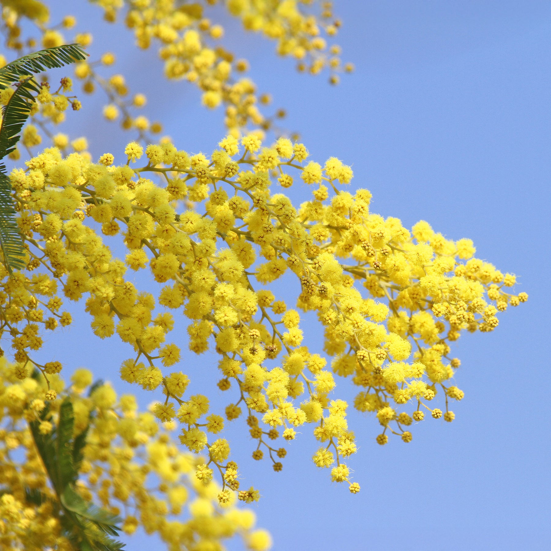 Mimosa d'hiver - Mimosas - Willemse
