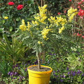 Acacia dealbata - Mimosa d'hiver - Mimosas
