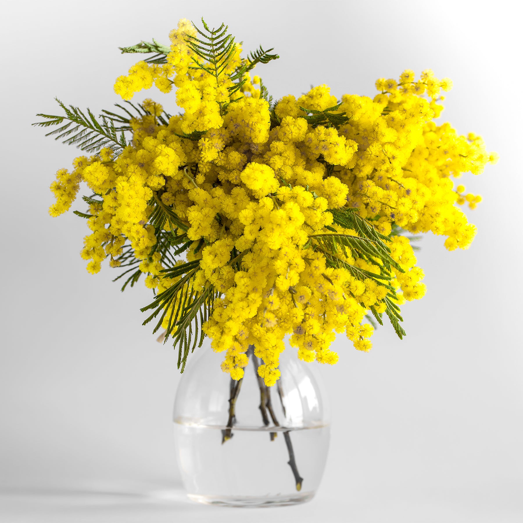 Vente Mimosa d'hiver - Mimosas