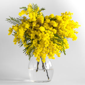 Vente Mimosa d'hiver - Mimosas