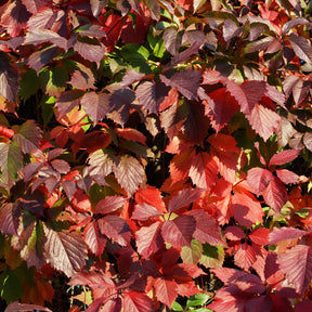 Vigne vierge Engelmannii - Vigne vierge - Willemse