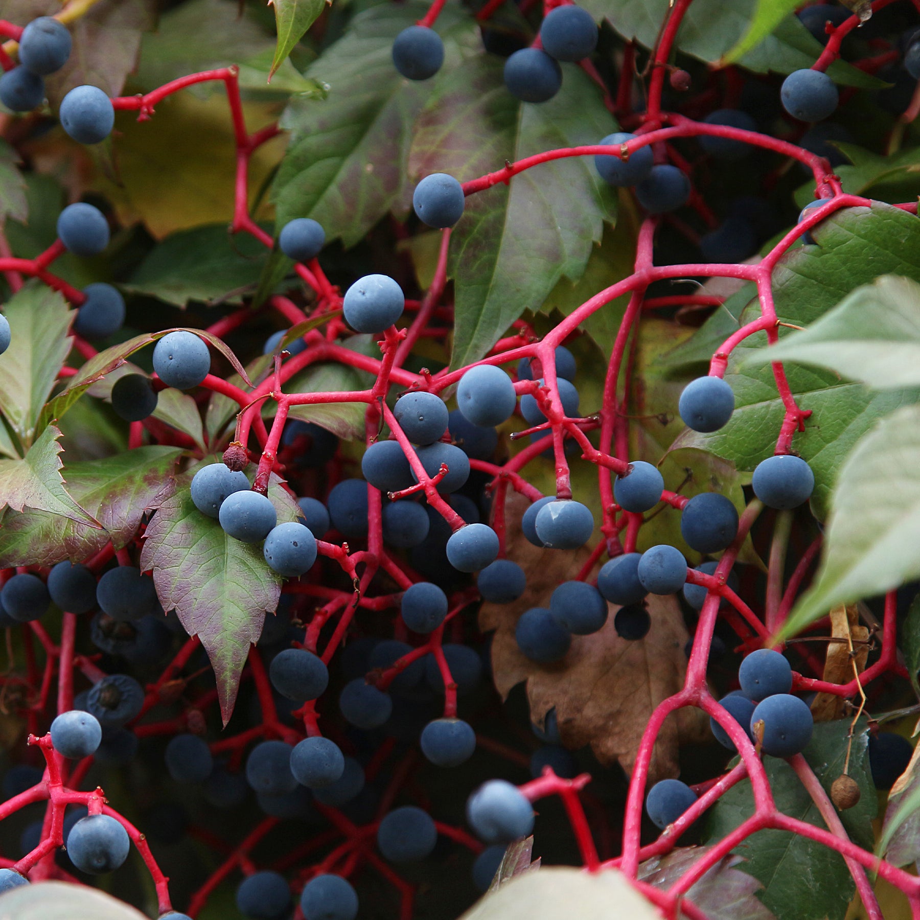 Vente Vigne vierge Engelmannii