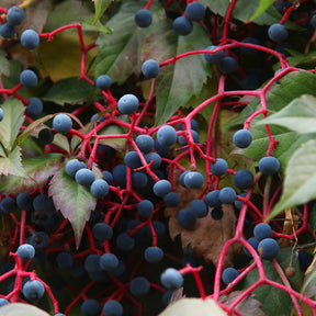 Vente Vigne vierge Engelmannii