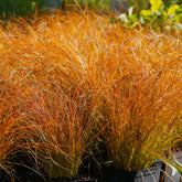 Laîche orange Prairie Fire - Carex - Willemse