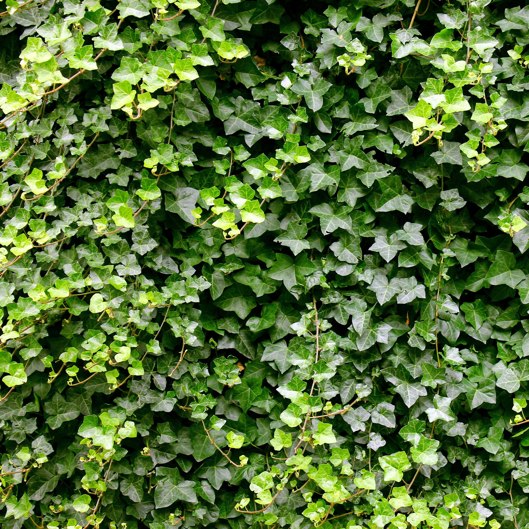 Lierre grimpant - Lierre commun - Hedera helix - Willemse