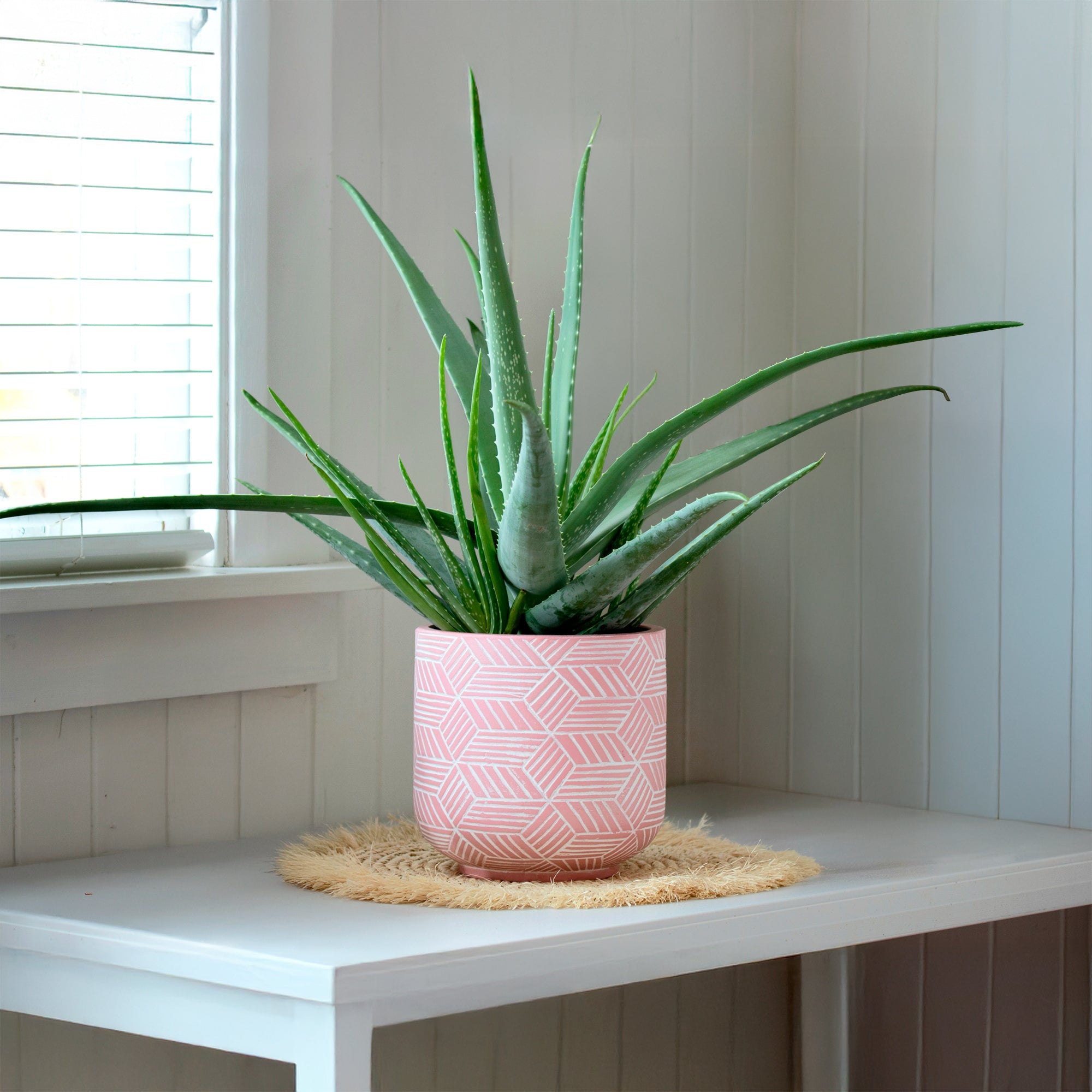 Aloe vera pour intrieur lumineux et entretien simple | Willemse
