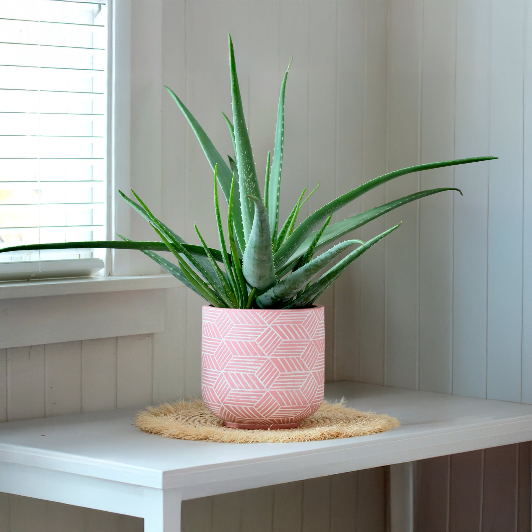 comment planter un aloe vera Aloe vera en pot, plante grasse facile