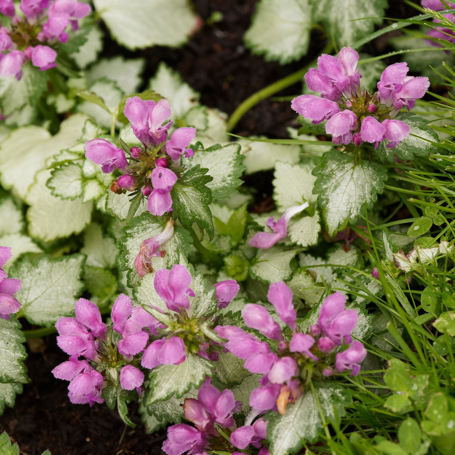 Lamier argenté - Lamium maculatum beacon silver