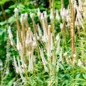 Panicum virgatum,Sesleria autumnalis, Allium sphaerocephalon,Veronicastrum virginicum, Sanguisorba officinalis       - 5 Vivaces pour prairie fleurie - Collections de vivaces