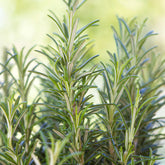 Romarin officinal - Willemse