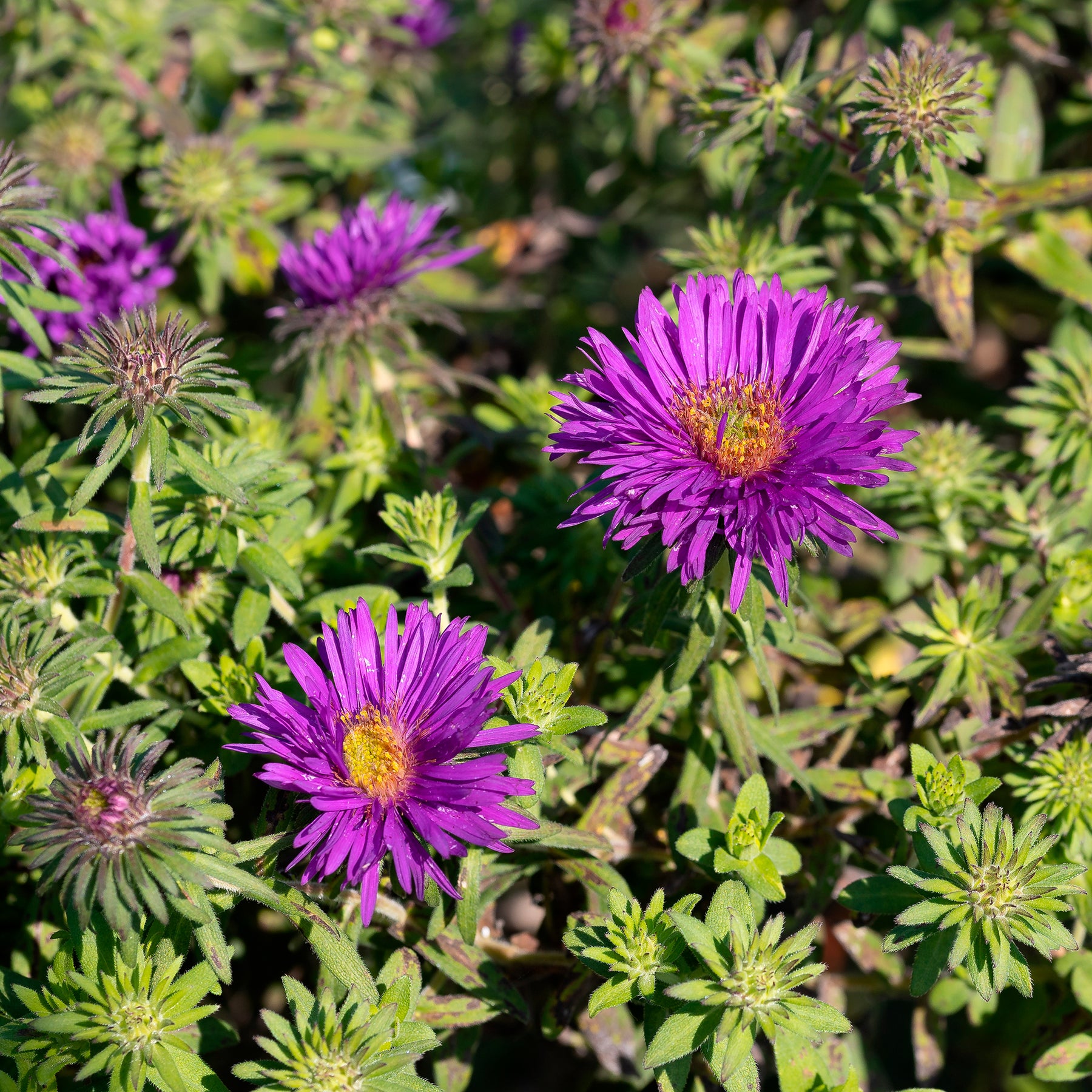 Aster de Nouvelle-Angleterre Purple Dome